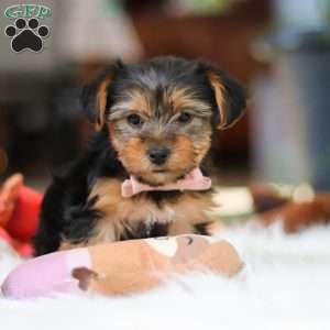 Millie, Yorkie Puppy